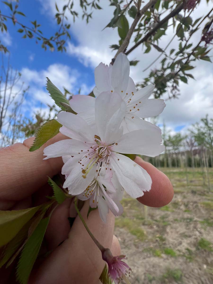 Prunus incisa 'February Pink' meerstammig / struik bloem