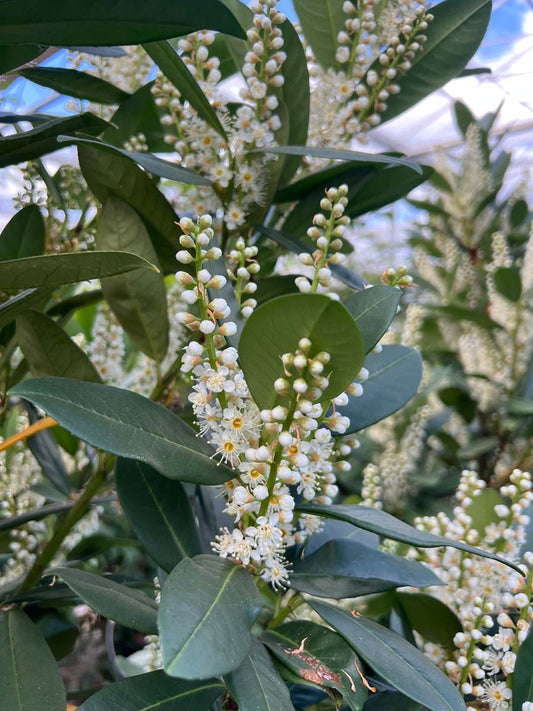 Prunus laurocerasus 'Greentorch' leiboom bloem