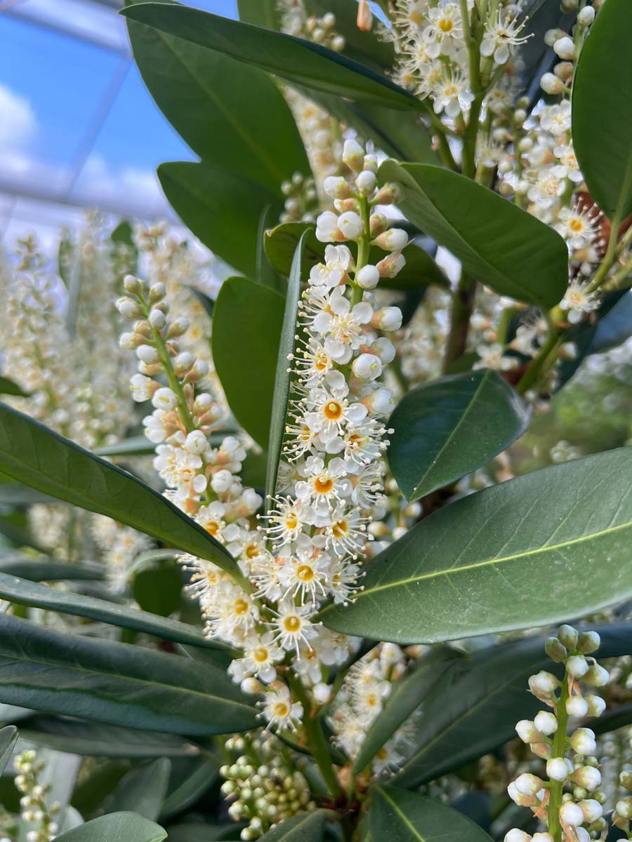 Prunus laurocerasus 'Greentorch' haagplant bloem