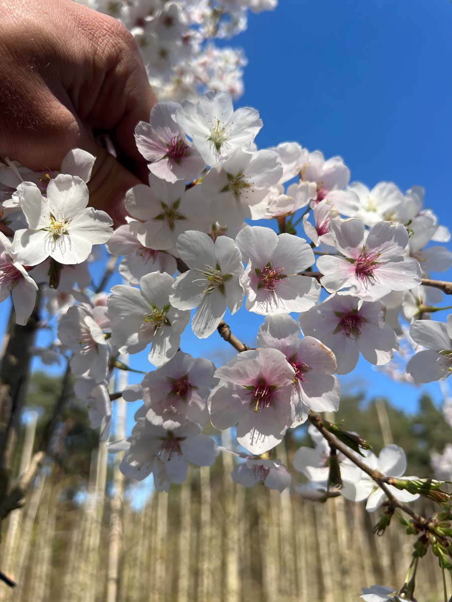 Prunus 'Mieke' meerstammig / struik bloem