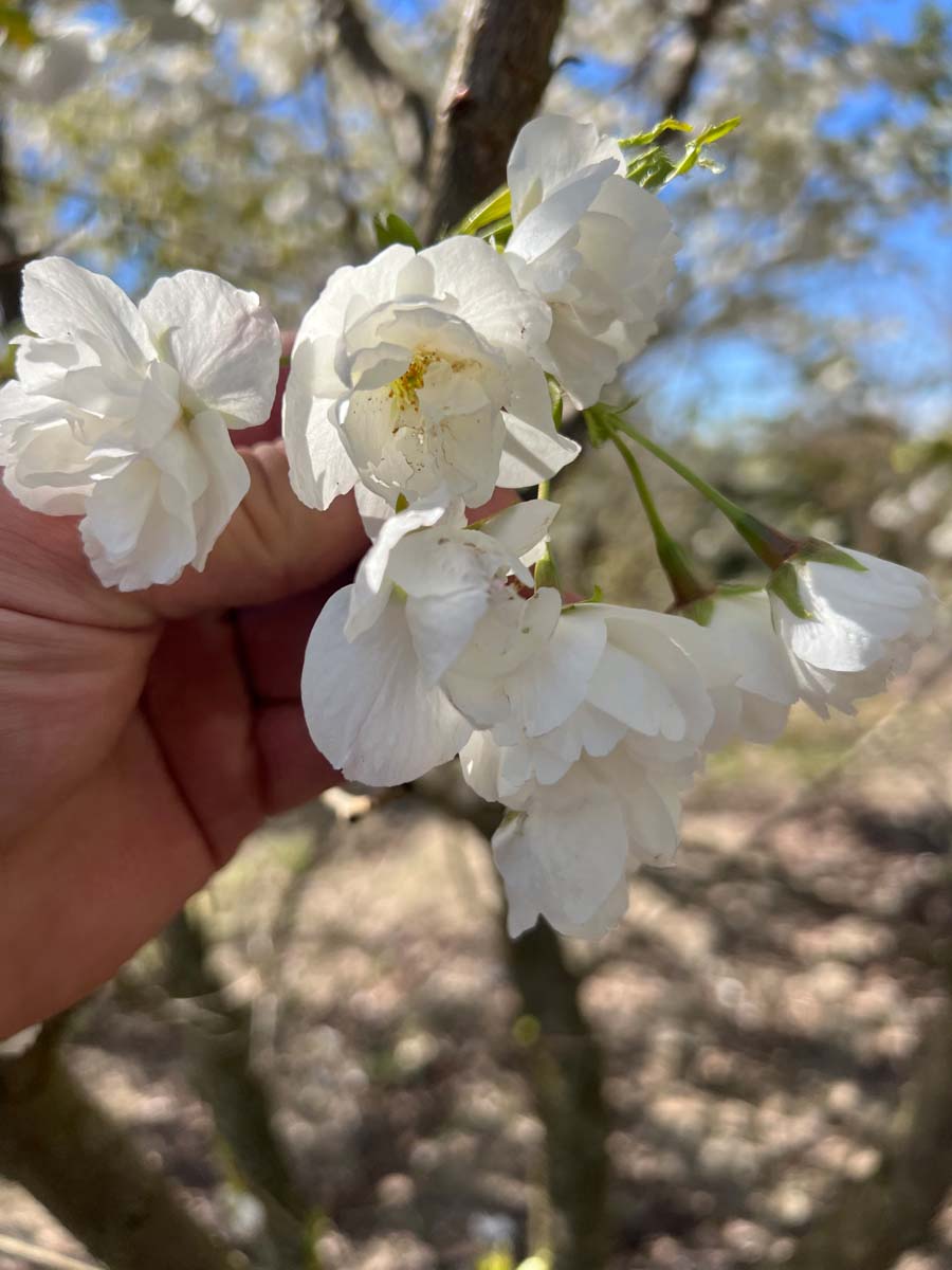 Prunus serrulata 'Shirotae' op stam bloem