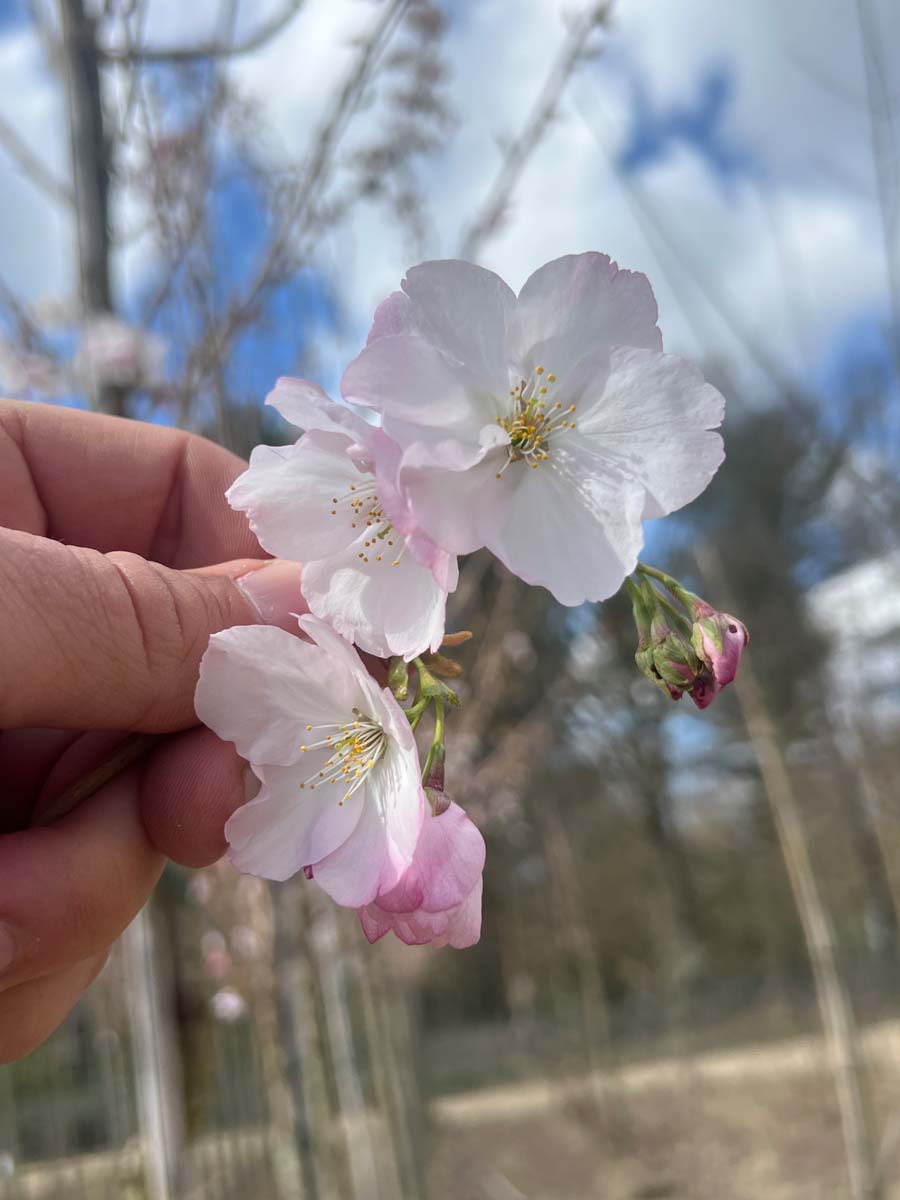 Prunus serrulata 'Sunset Boulevard' leiboom bloem
