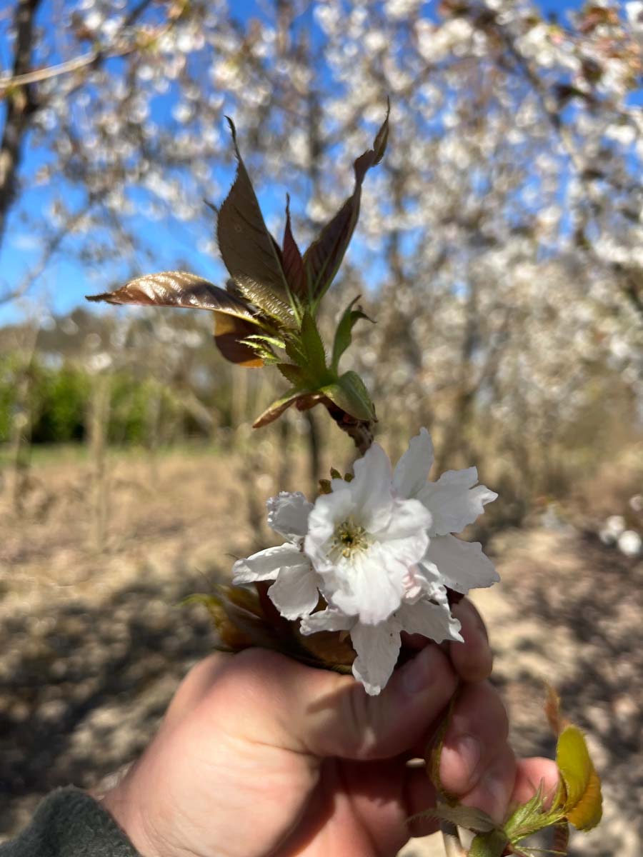 Prunus serrulata 'Taihaku' Tuinplanten bloem