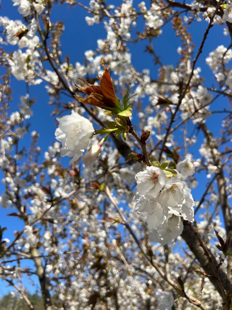 Prunus serrulata 'Taihaku' op stam bloesem