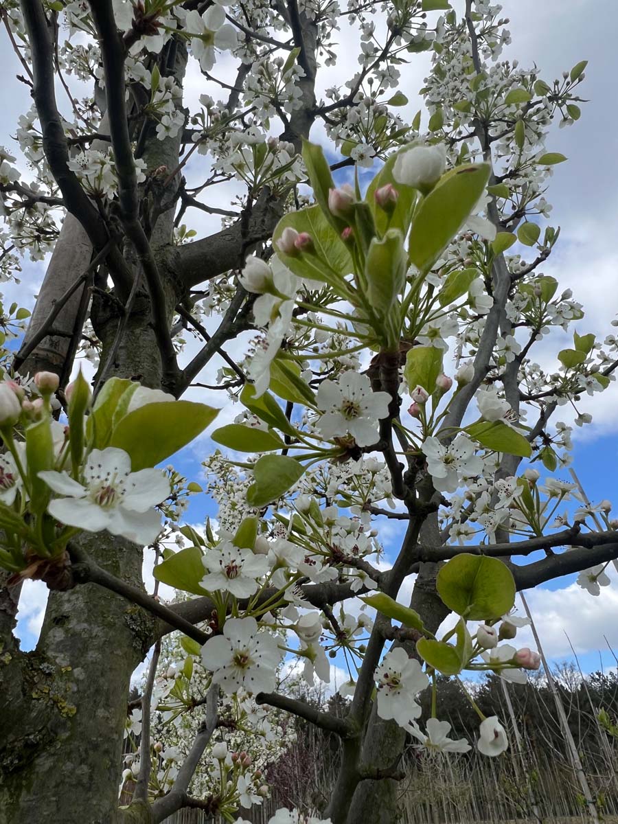 Pyrus calleryana haagplant bloem