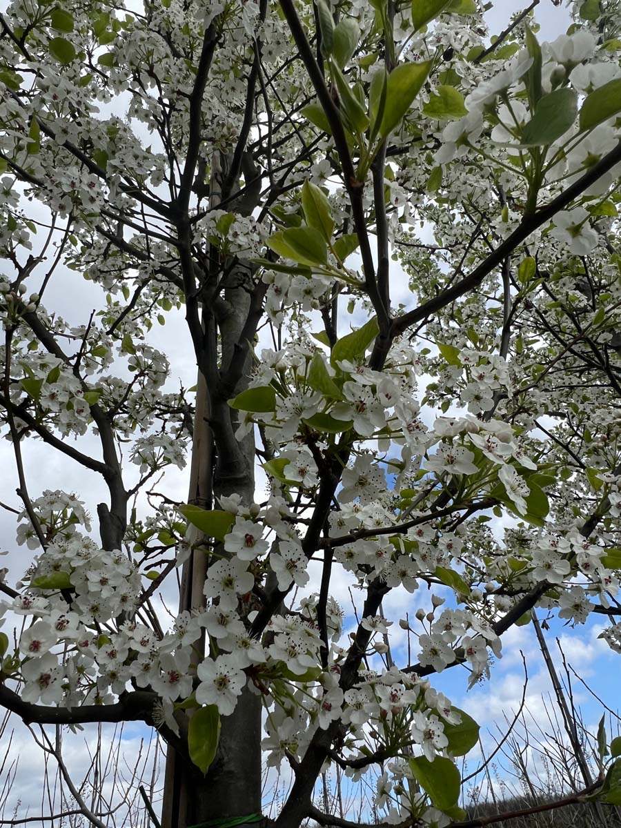 Pyrus calleryana meerstammig / struik kroon