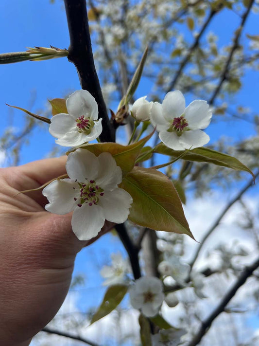 Pyrus serrulata bloem
