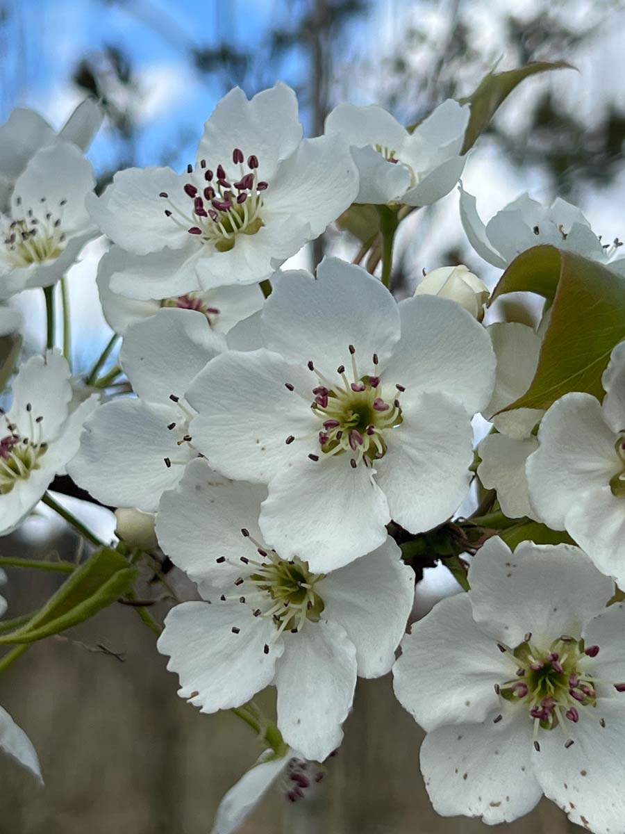Pyrus serrulata Tuinplanten bloesem