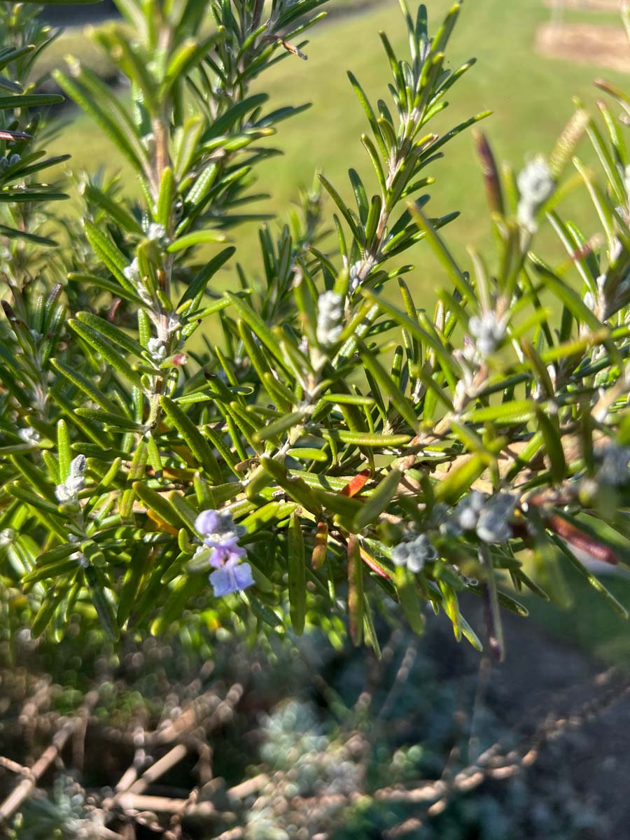 Rosmarinus officinalis bloem