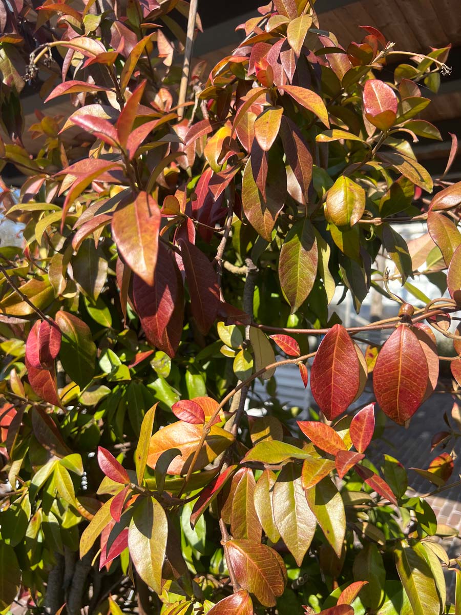 Trachelospermum jasminoides op stam blad