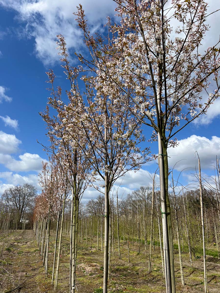 Amelanchier arborea 'Robin Hill' op stam op stam