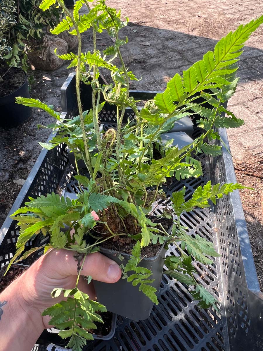 Dryopteris coreano-montana tuinplanten