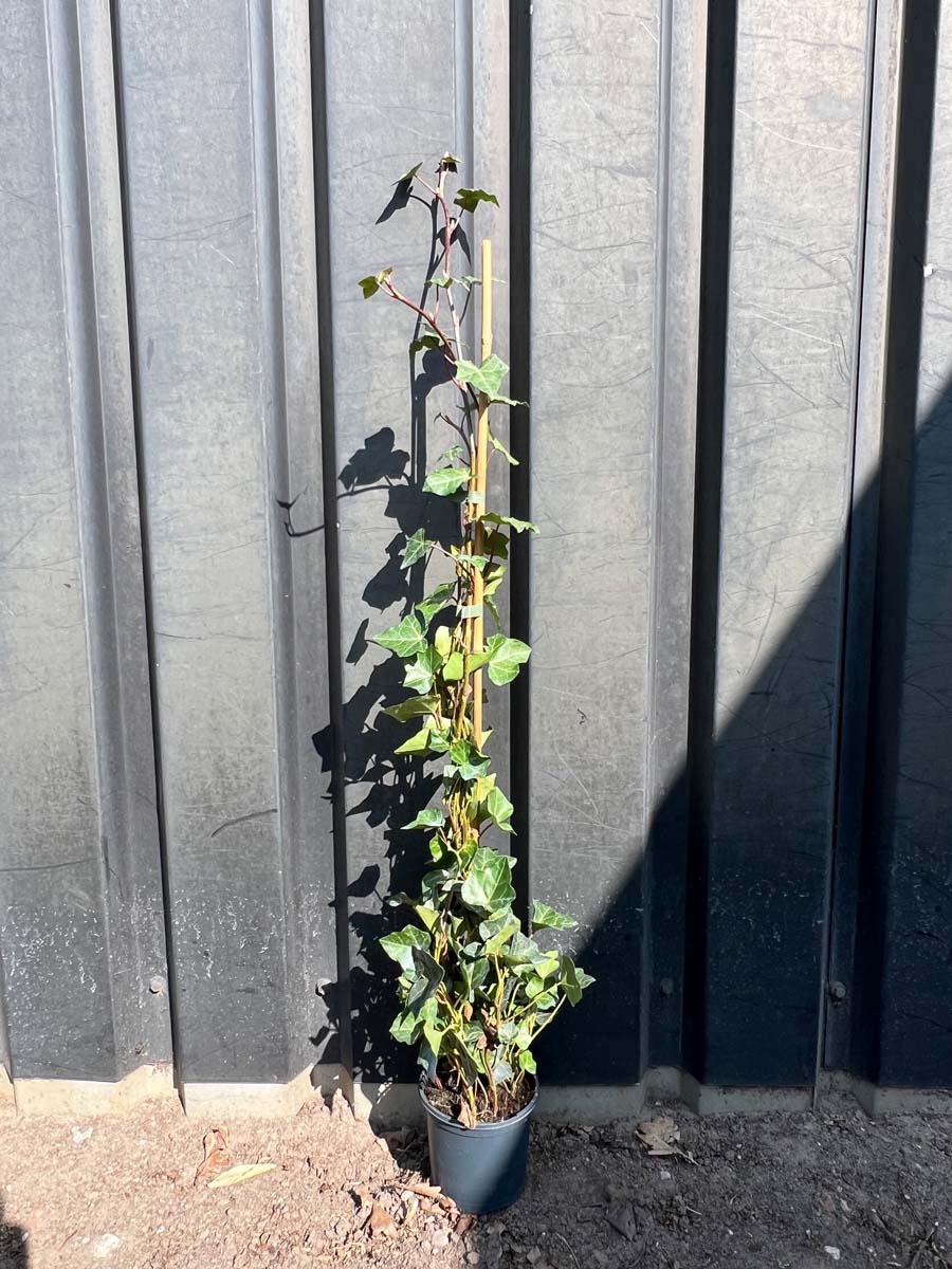 Hedera hibernica Gartenpflanzen