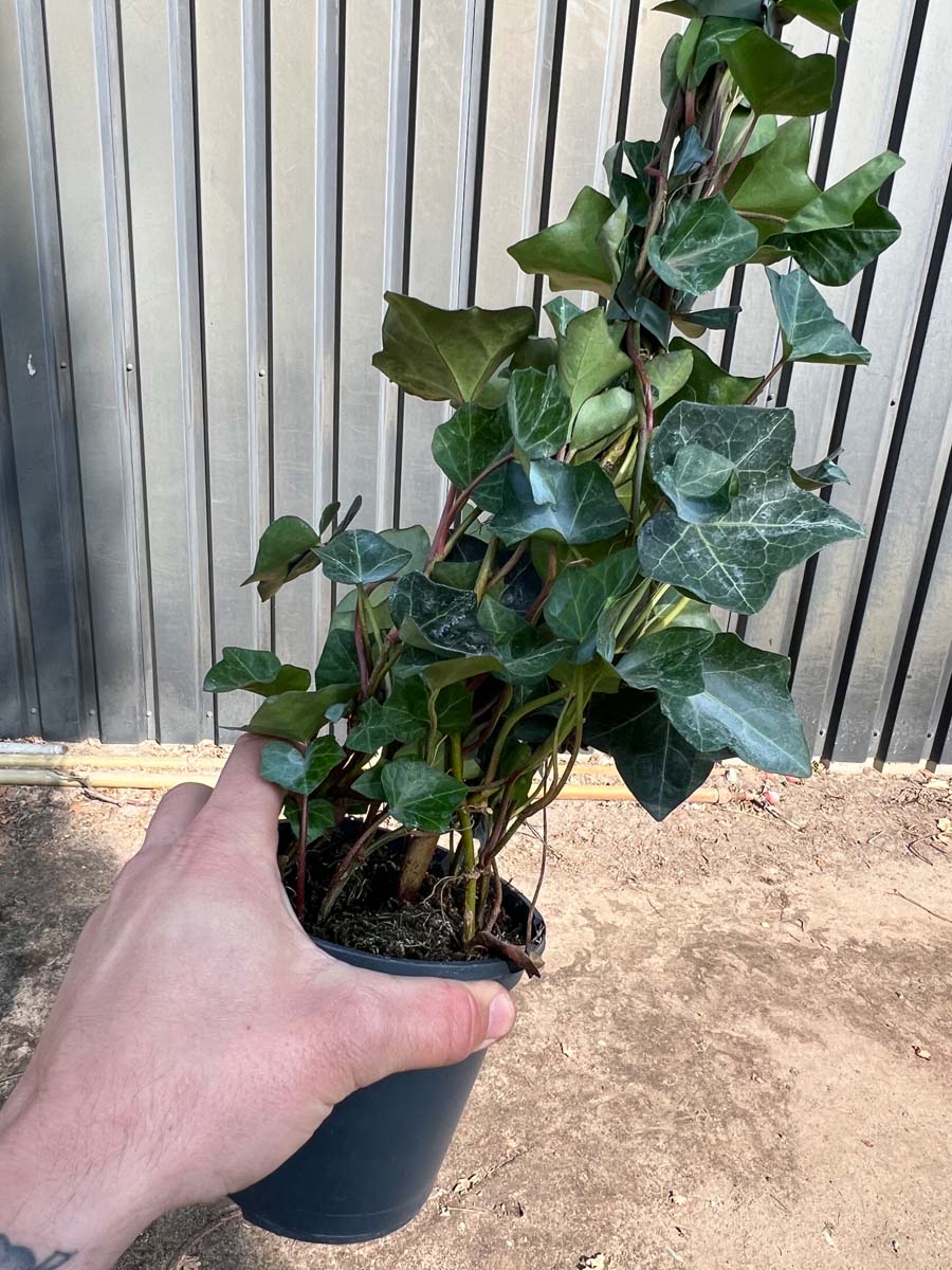 Hedera hibernica Tuinplanten tuinplanten