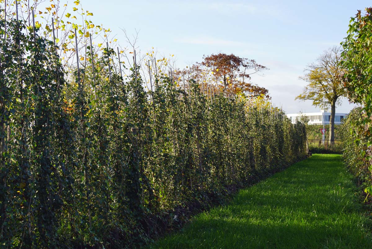 Hedera hibernica haagplant haagplanten