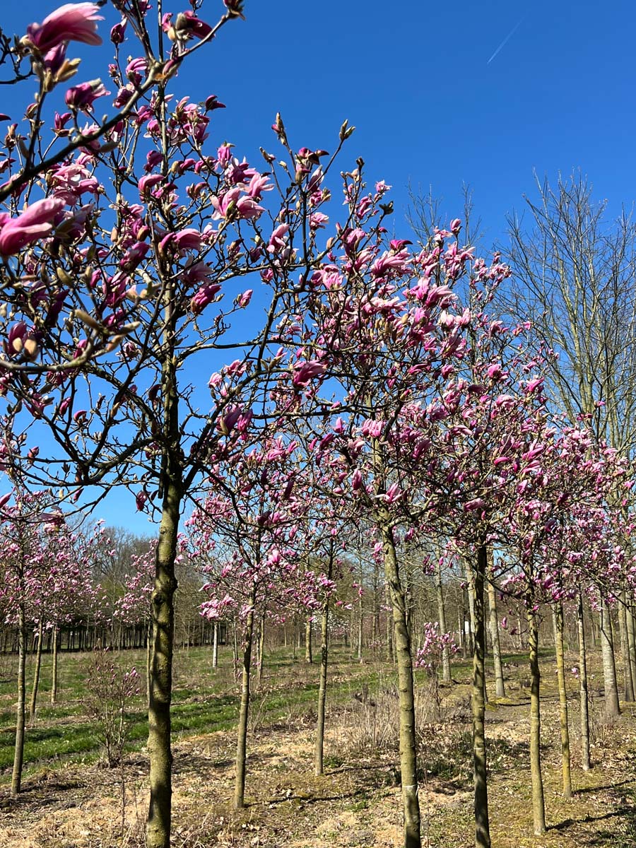 Magnolia 'Susan' op stam op stam