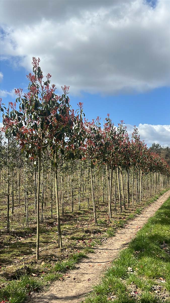 Photinia fraseri 'Red Robin' op stam op stam