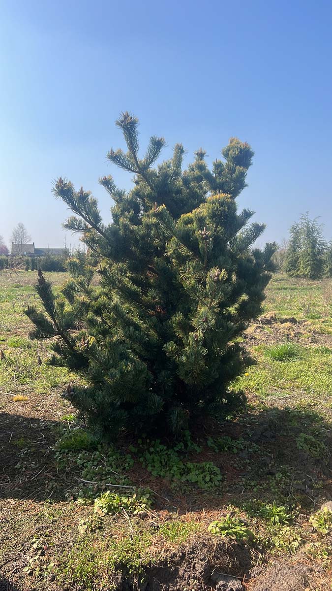 Pinus parviflora 'Aoi' solitair