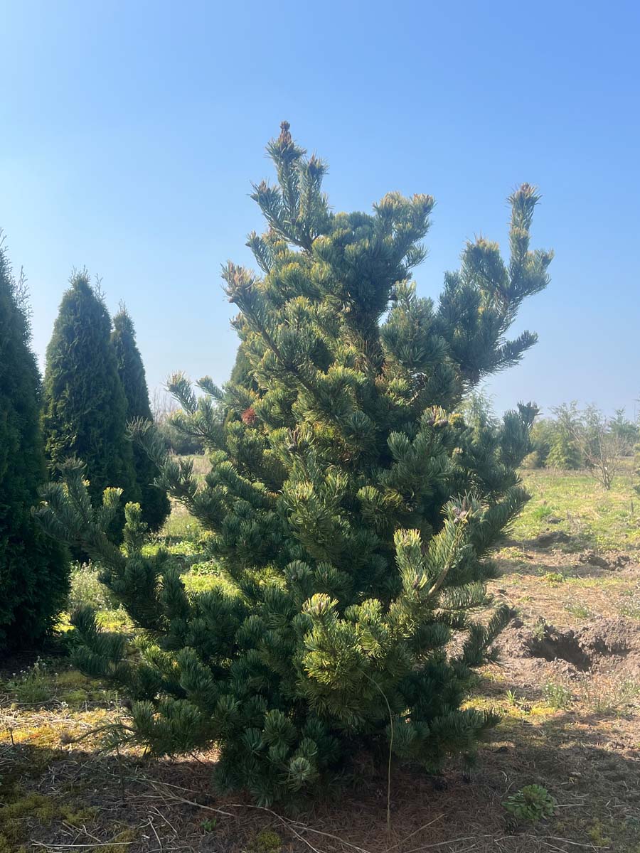 Pinus parviflora 'Aoi' solitair