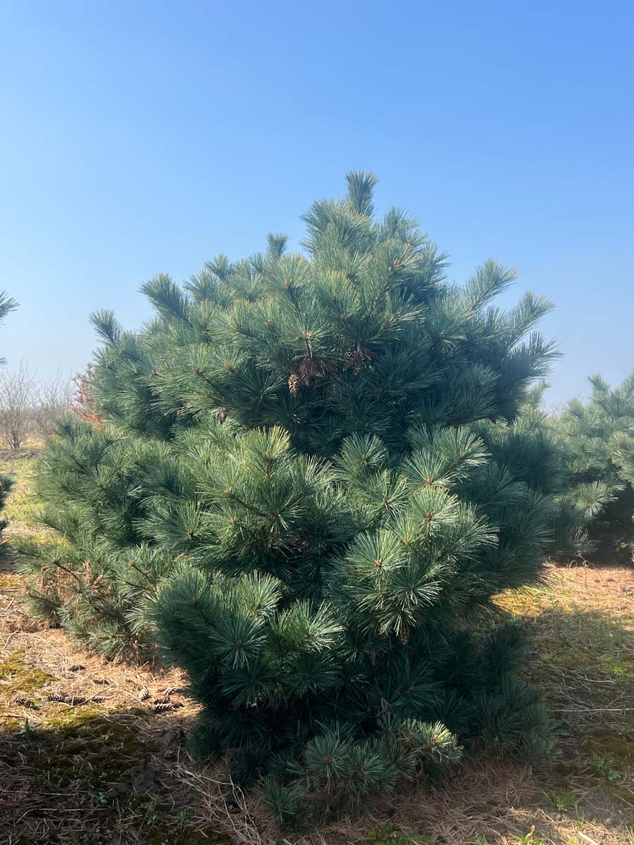 Pinus strobus 'Radiata' solitair