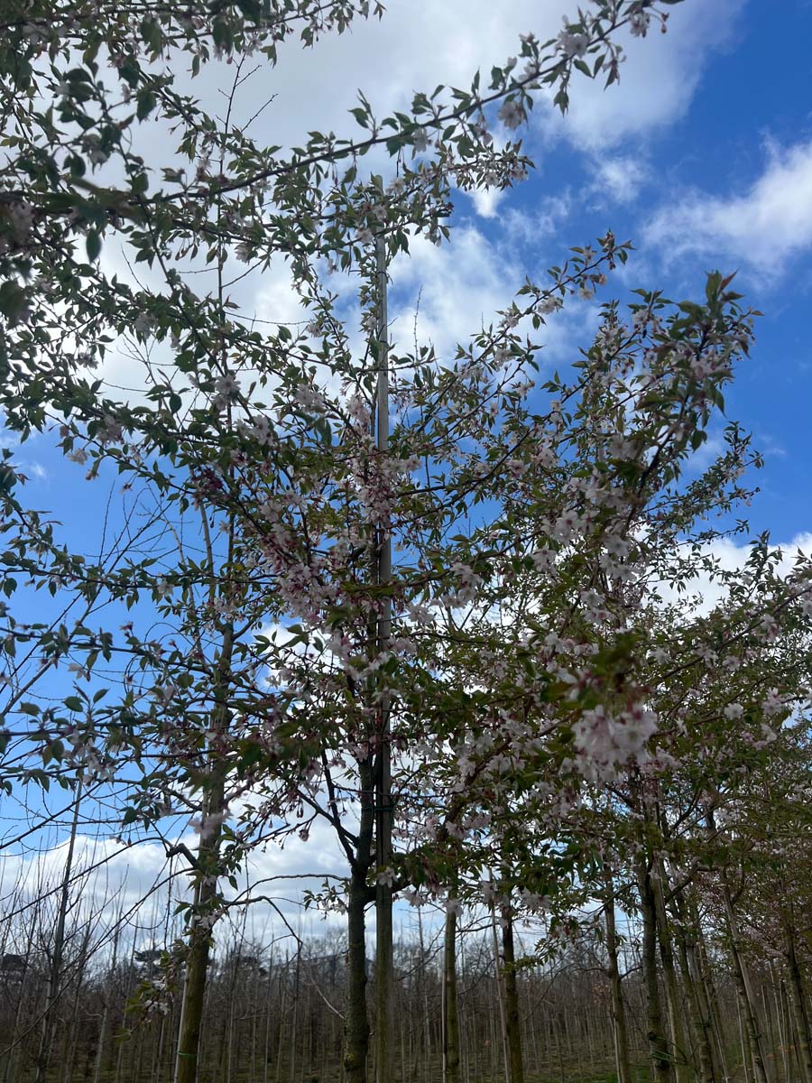 Prunus incisa 'February Pink' op stam op stam