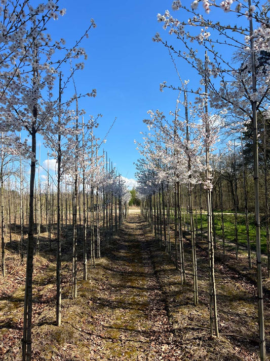 Prunus 'Mieke' op stam op stam