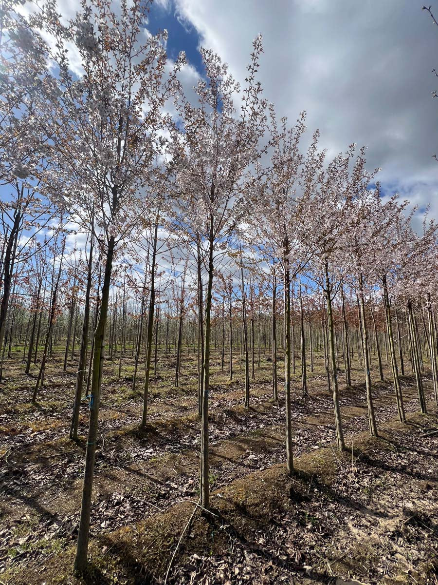 Prunus 'Pandora' op stam op stam