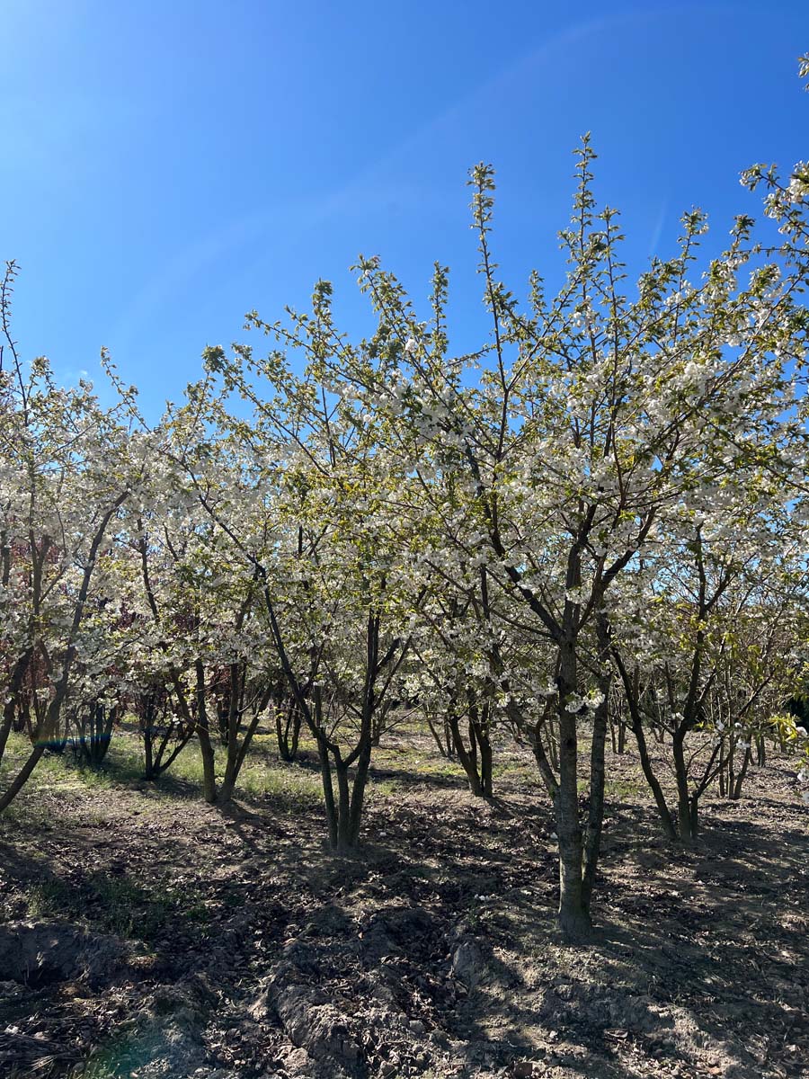 Prunus serrulata 'Shirotae' meerstammig / struik meerstammig