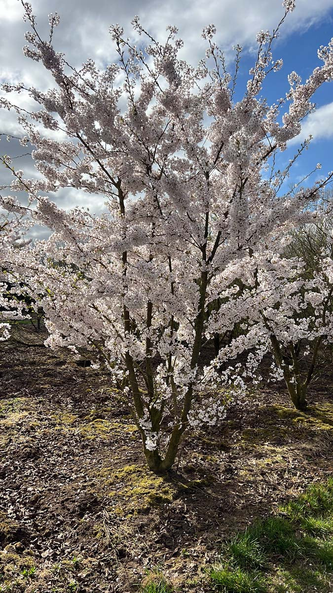 Prunus yedoensis meerstammig / struik meerstammig
