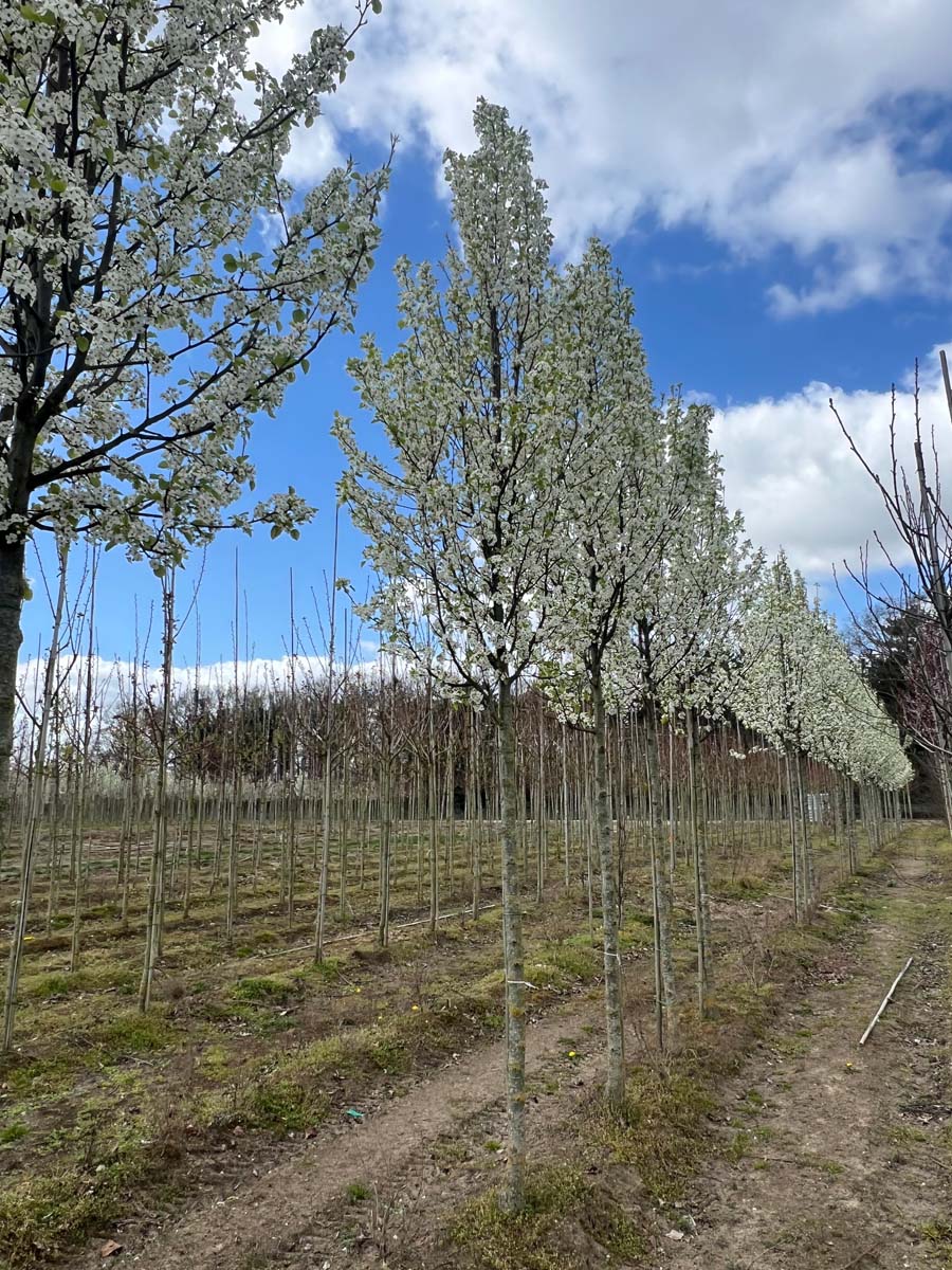 Pyrus calleryana op stam op stam