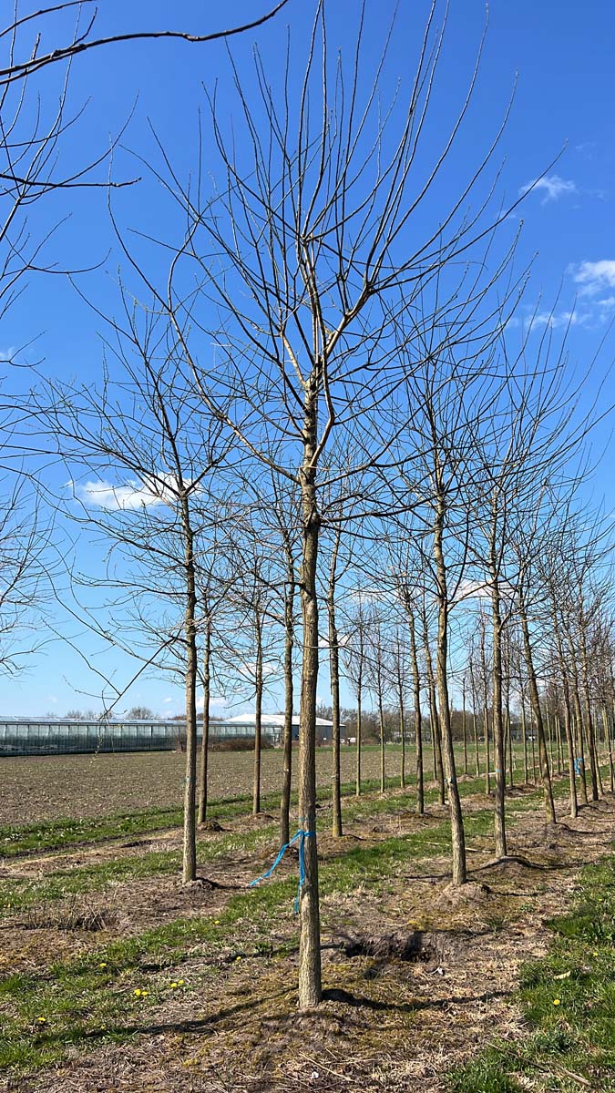 Styphnolobium japonicum 'Regent' op stam op stam