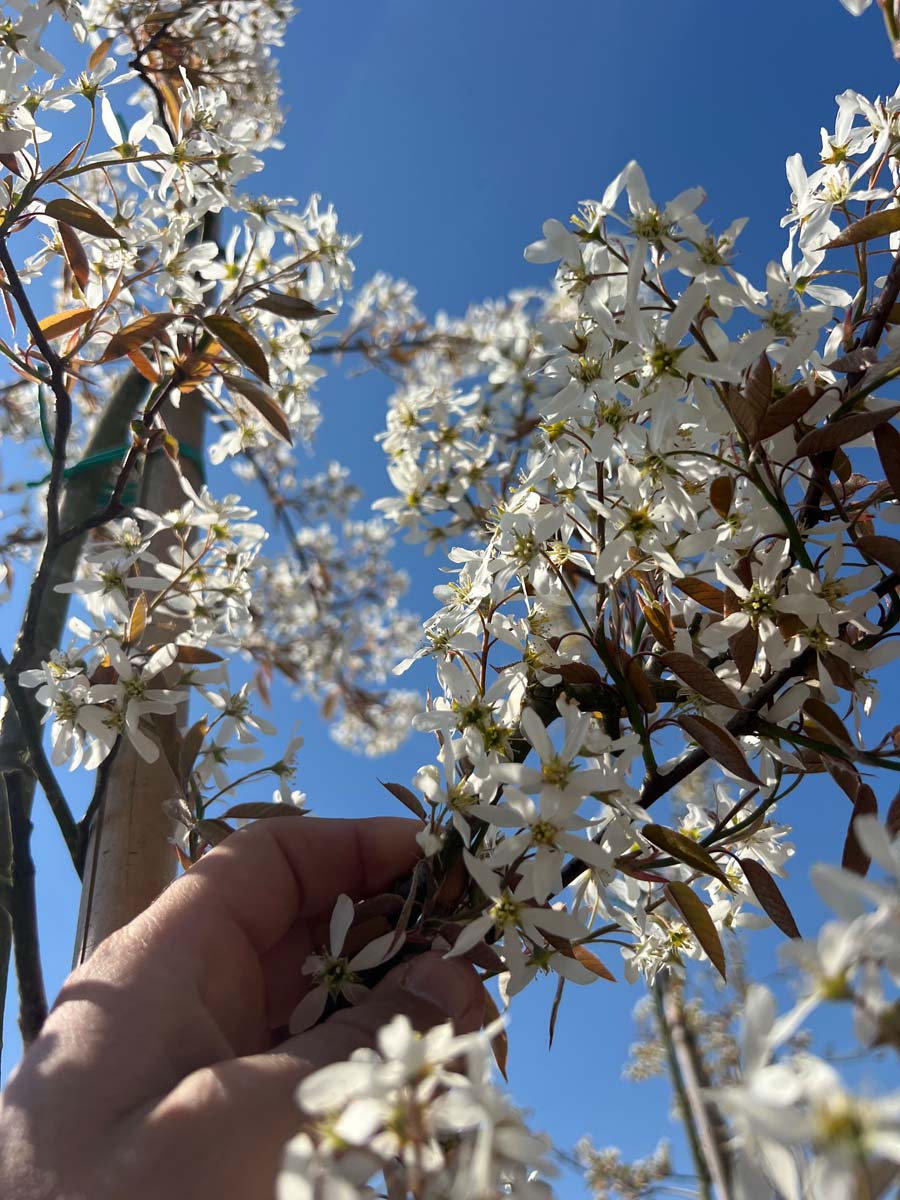 Amelanchier 'Ballerina' op stam bloem