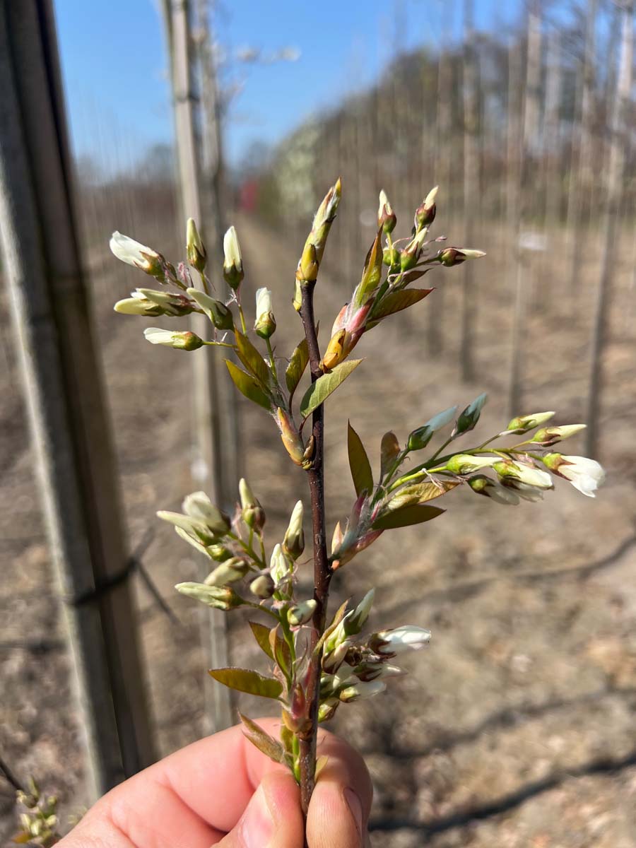 Amelanchier 'Ballerina' Tuinplanten bloemknop