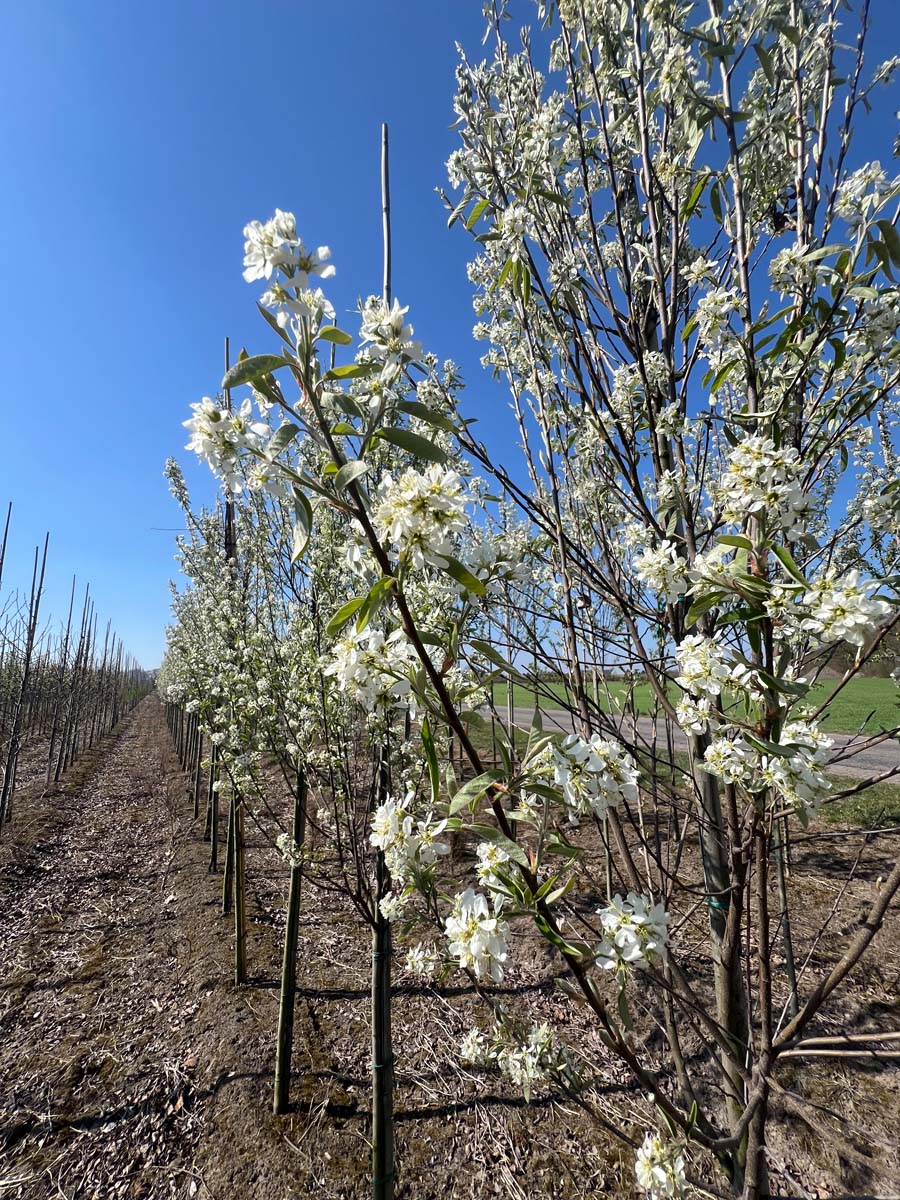 Amelanchier canadensis 'October Flame' Tuinplanten bloem