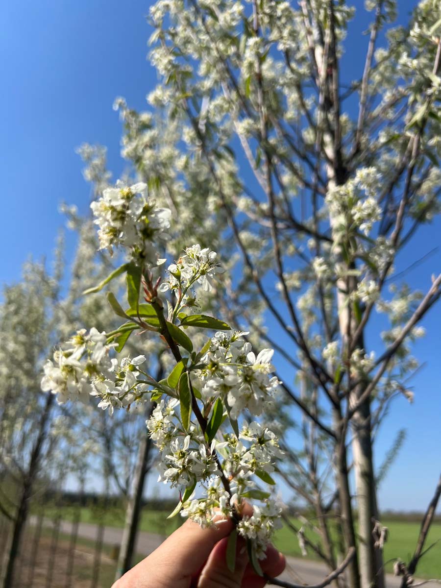 Amelanchier canadensis 'October Flame' op stam bloem