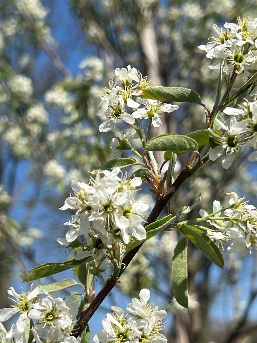 Amelanchier canadensis 'October Flame' op stam bloesem