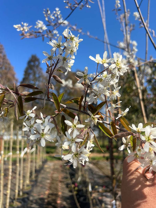 Amelanchier grandiflora 'Forest Prince' op stam bloem