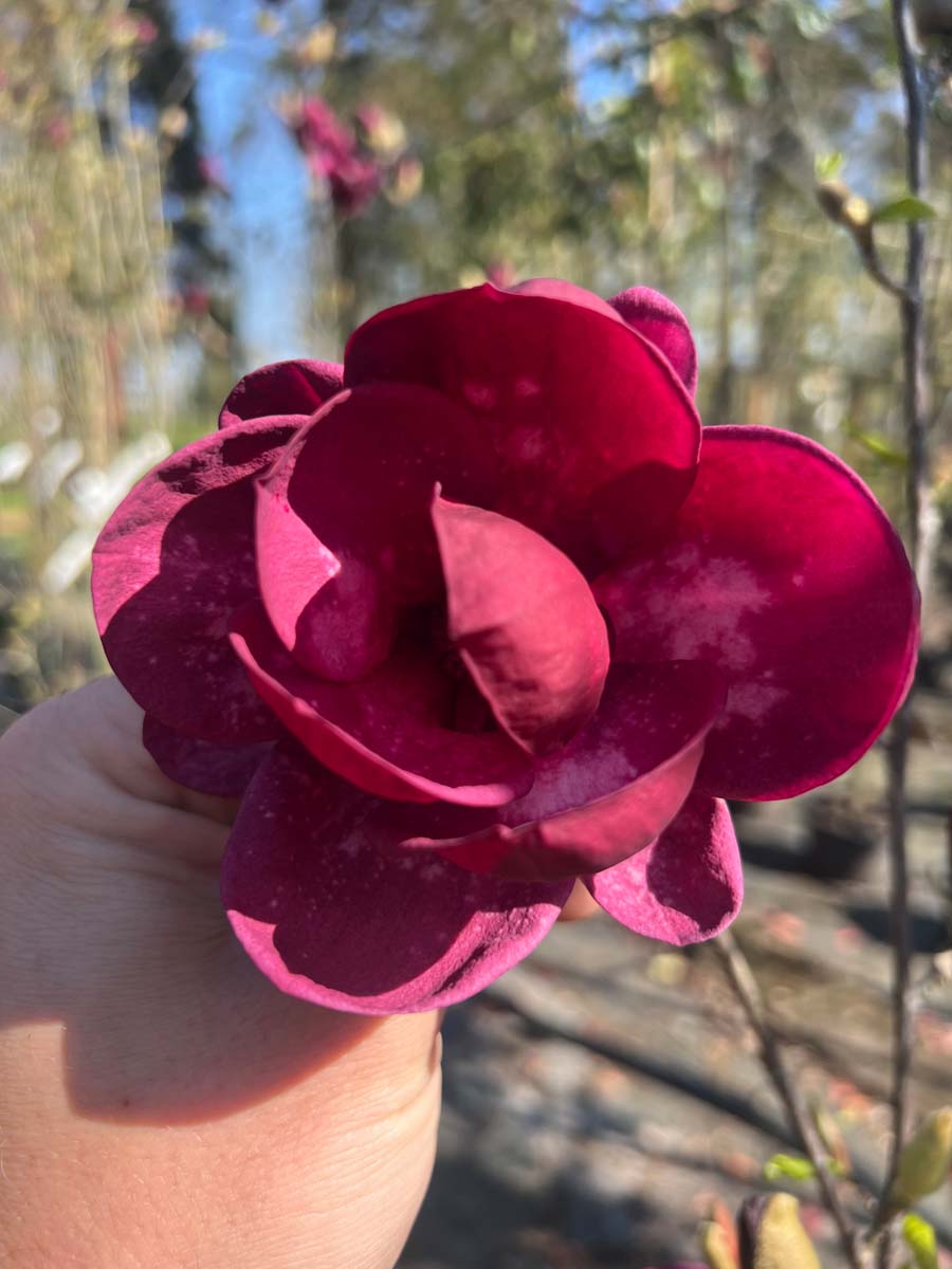 Magnolia 'Genie' solitair bloem