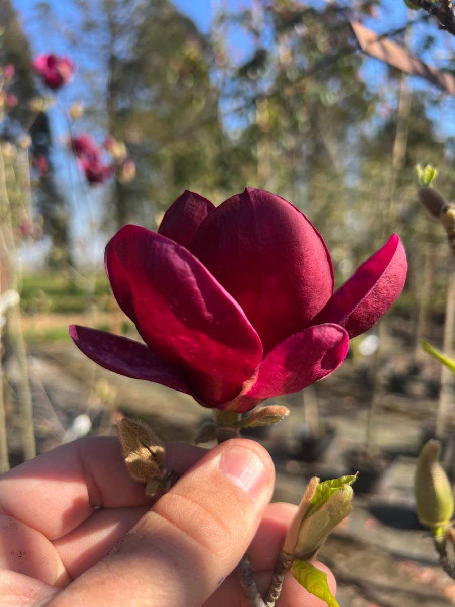 Magnolia 'Genie' op stam bloem