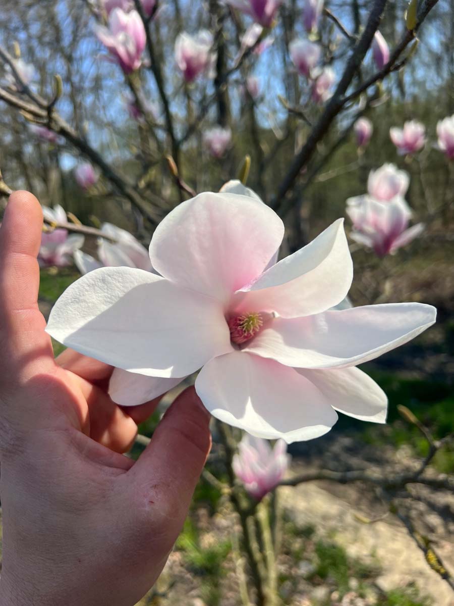 Magnolia soulangeana op stam bloem
