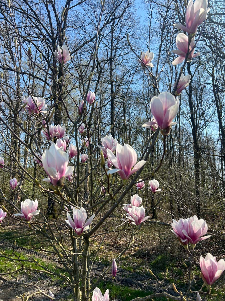 Magnolia soulangeana op stam bloesem