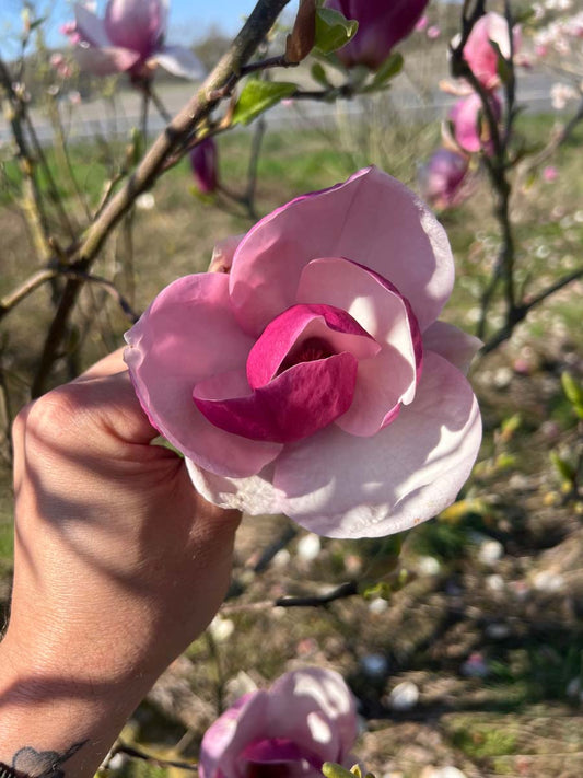 Magnolia soulangeana 'Rustica Rubra' bloem