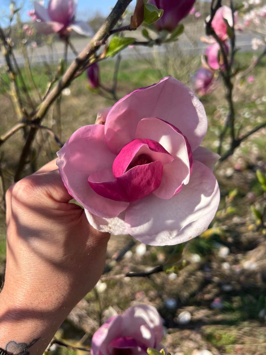 Magnolia soulangeana 'Rustica Rubra' meerstammig / struik bloem