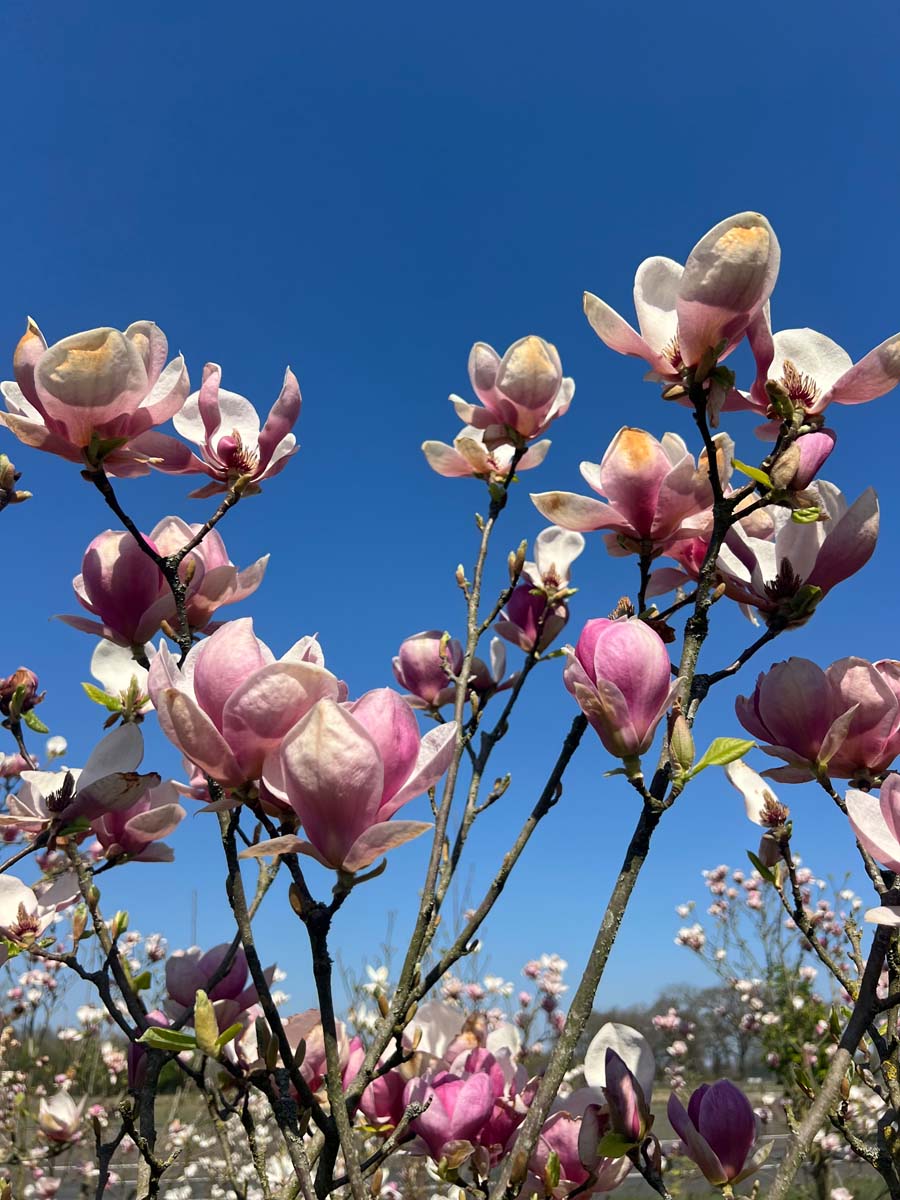 Magnolia soulangeana 'Rustica Rubra' Tuinplanten bloesem