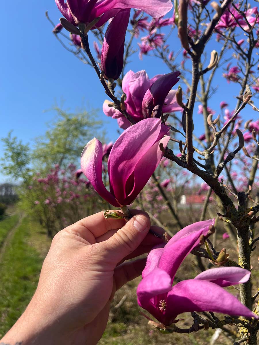 Magnolia 'Susan' solitair bloem