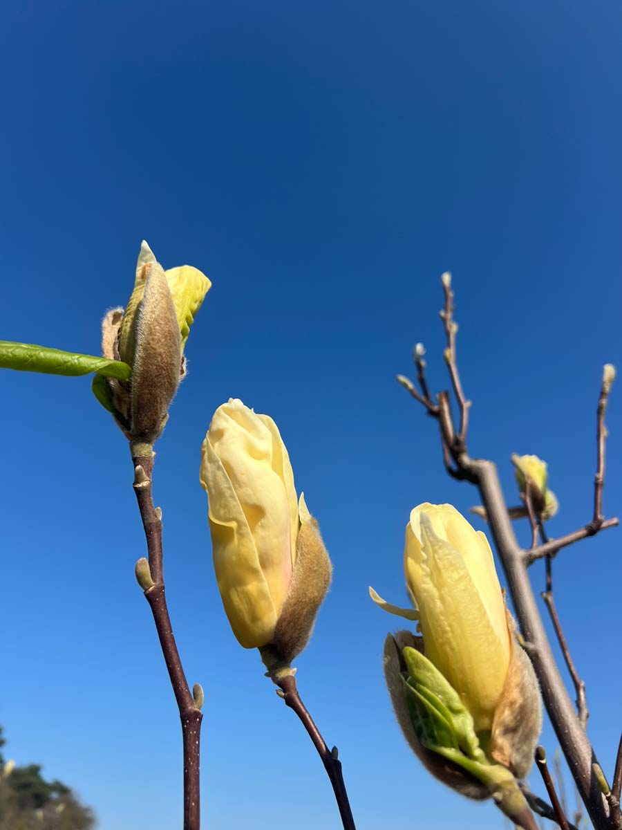 Magnolia 'Yellow Lantern' haagplant bloem