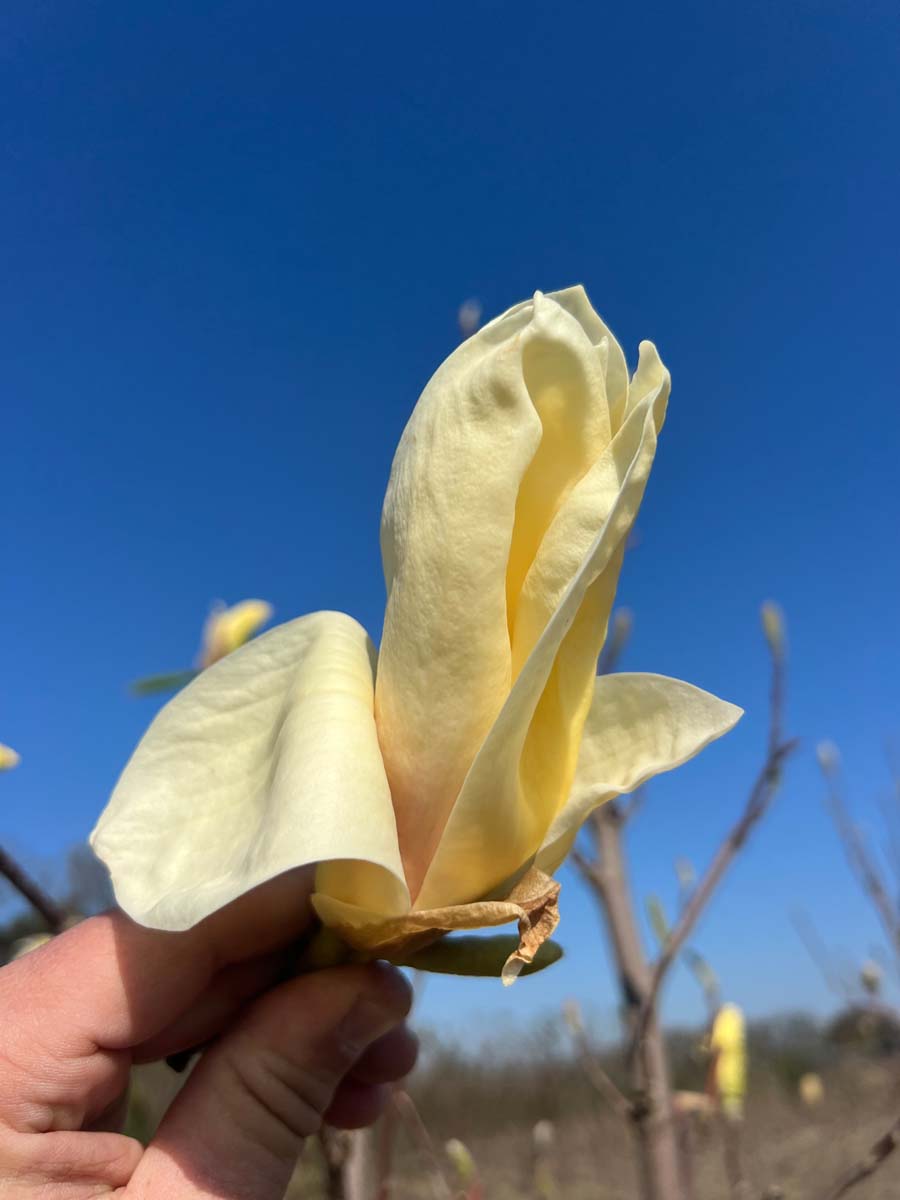 Magnolia 'Yellow Lantern' meerstammig / struik bloem