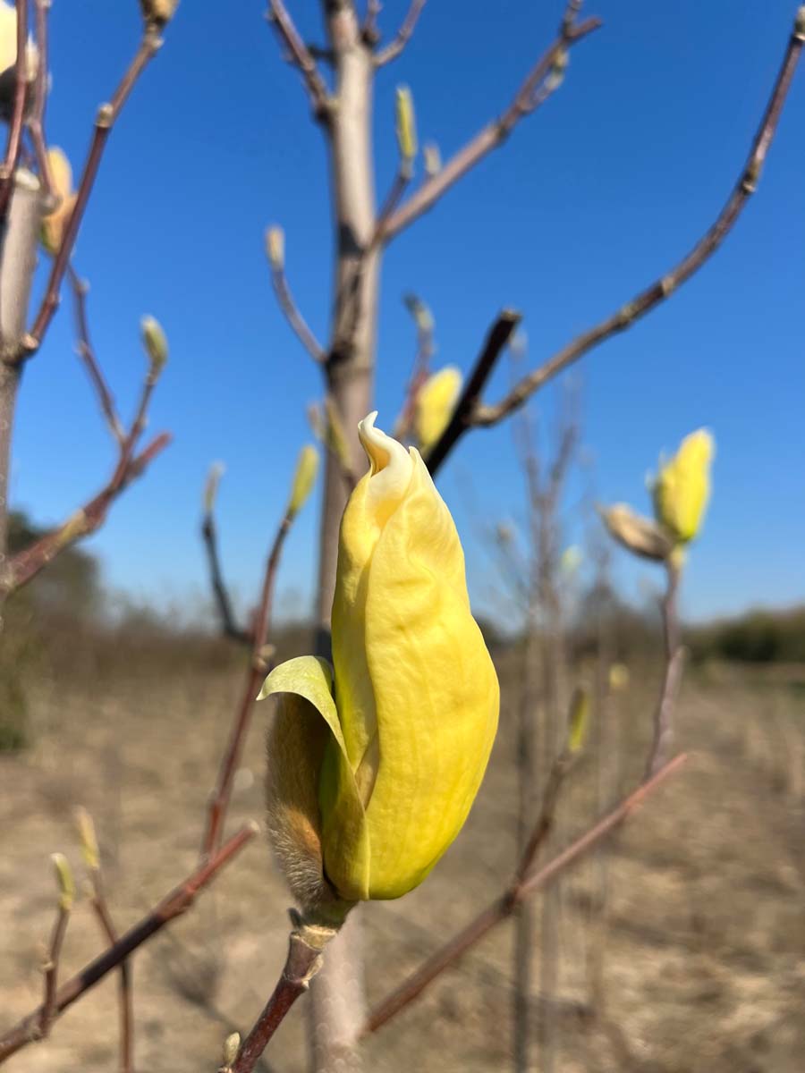 Magnolia 'Yellow Lantern' solitair bloem