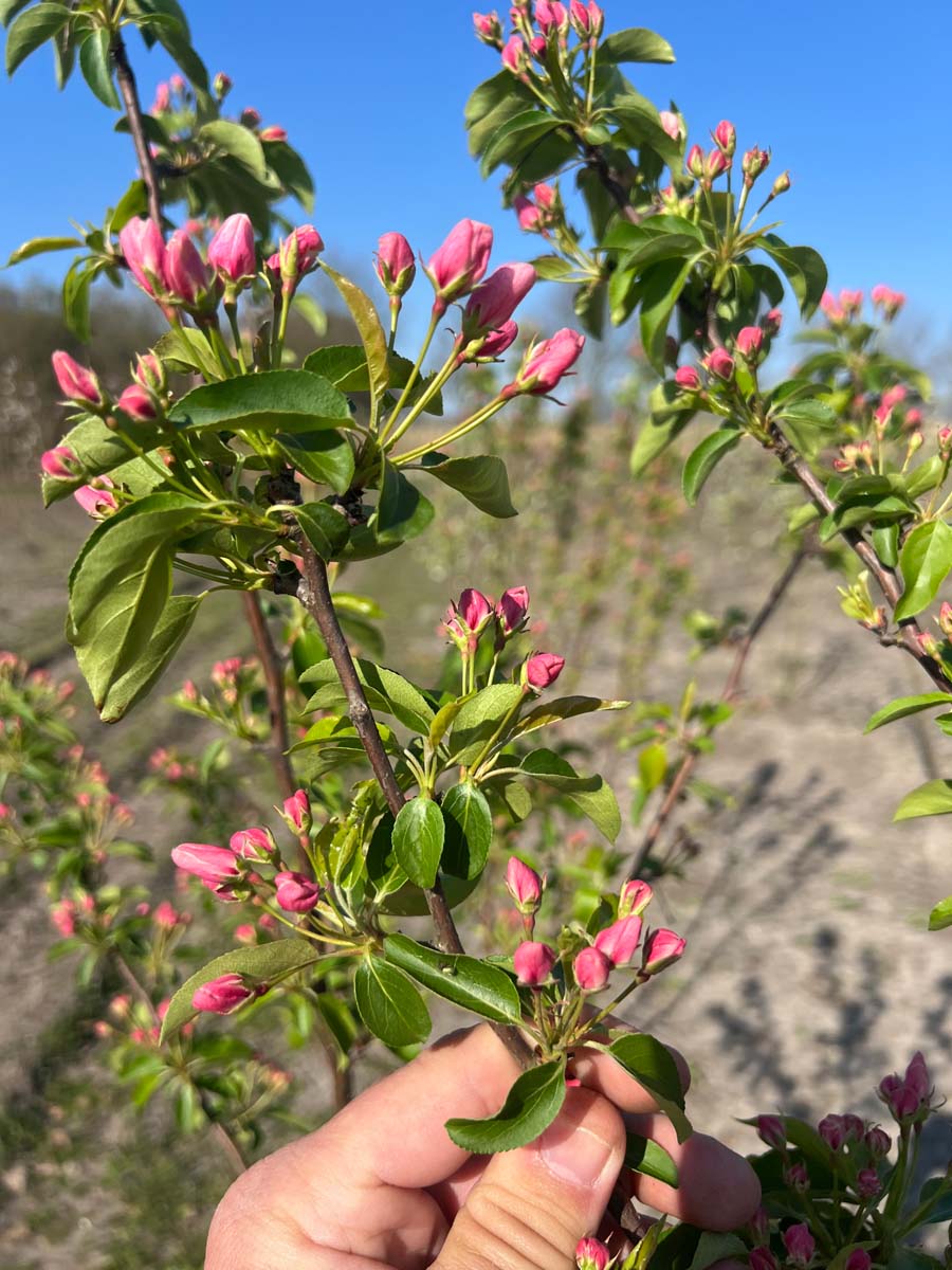 Malus 'Braendkjaer' meerstammig / struik bloesem