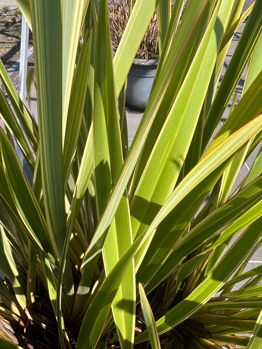 Phormium 'Golden Ray' op stam blad